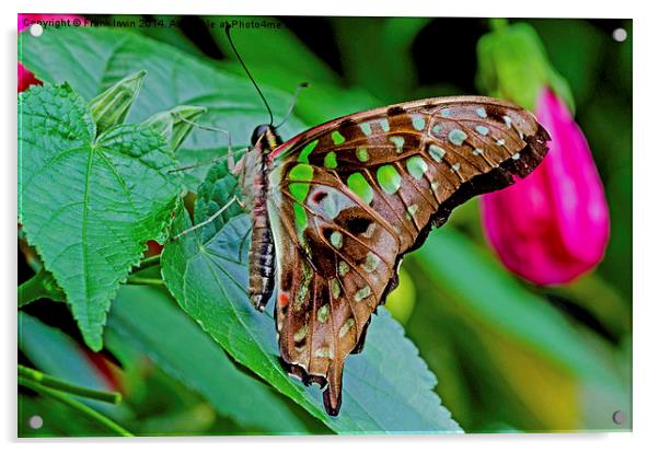 Tailed Jay (Graphium agamemnon) Acrylic by Frank Irwin