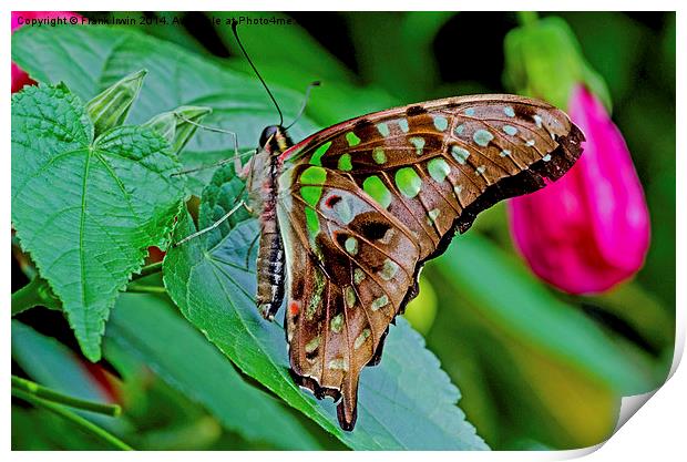 Tailed Jay (Graphium agamemnon) Print by Frank Irwin