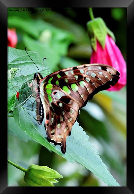 Tailed Jay (Graphium agamemnon) Framed Print by Frank Irwin