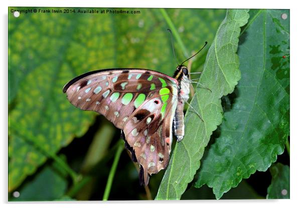 Tailed Jay (Graphium agamemnon)  Acrylic by Frank Irwin