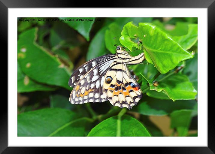 The Lime butterfly of Singapore Framed Mounted Print by Frank Irwin