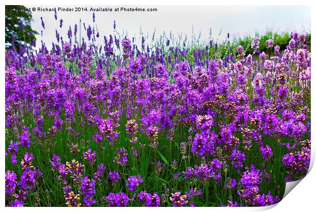  Lavender Field Print by Richard Pinder