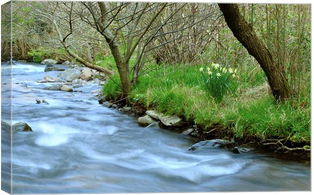 Daffodils Beside The River Heddon  Canvas Print by graham young