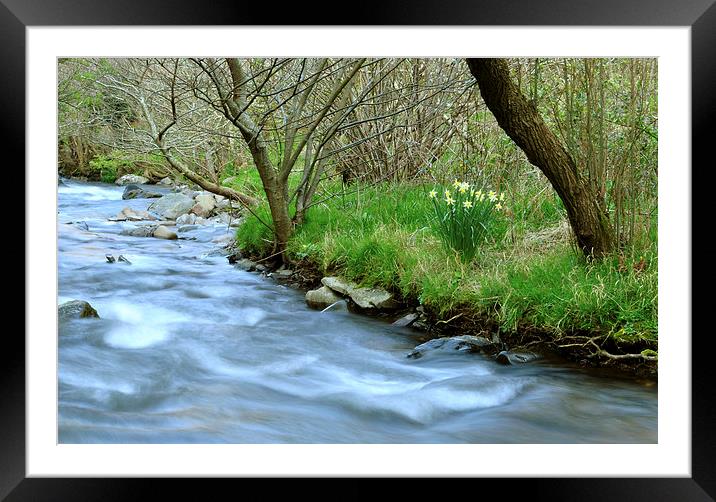Daffodils Beside The River Heddon  Framed Mounted Print by graham young