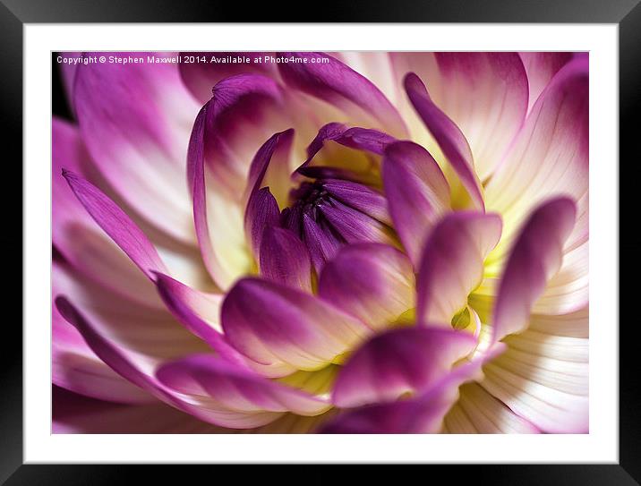  Dahlia Petals Framed Mounted Print by Stephen Maxwell