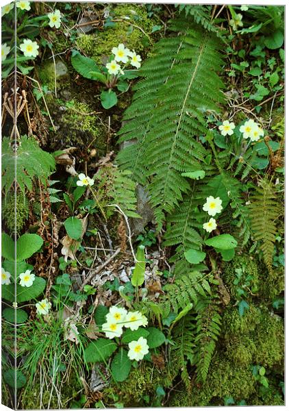 Primroses and Ferns  Canvas Print by graham young