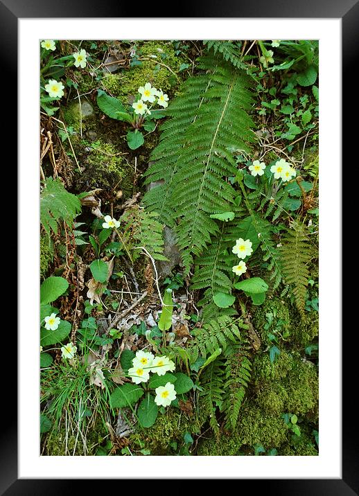 Primroses and Ferns  Framed Mounted Print by graham young