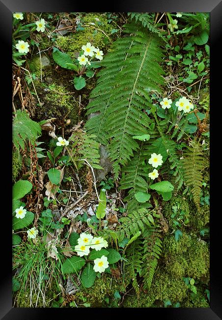 Primroses and Ferns  Framed Print by graham young