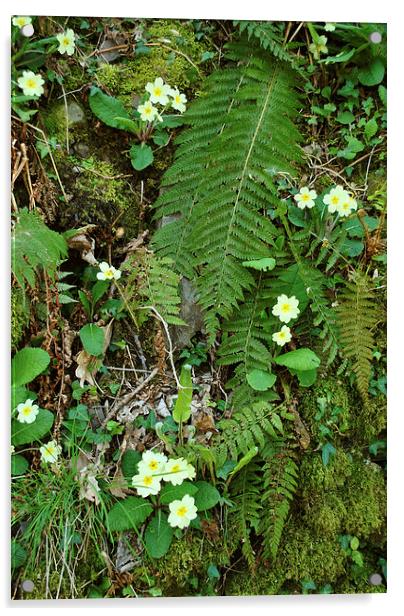 Primroses and Ferns  Acrylic by graham young