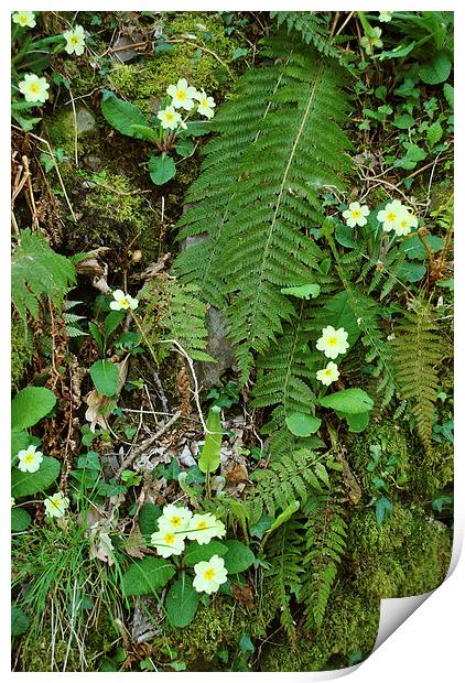 Primroses and Ferns  Print by graham young
