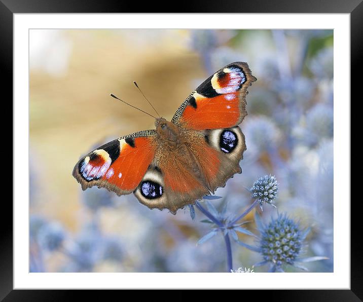 Peacock butterfly Framed Mounted Print by Victor Burnside