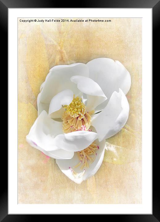  Sweet Southern Magnolia Framed Mounted Print by Judy Hall-Folde
