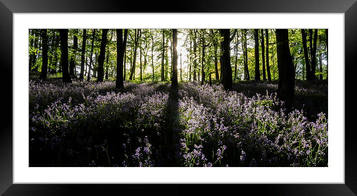  Bluebell Light Framed Mounted Print by Richard Taylor