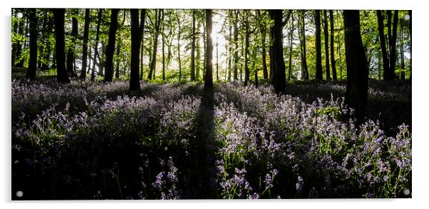  Bluebell Light Acrylic by Richard Taylor