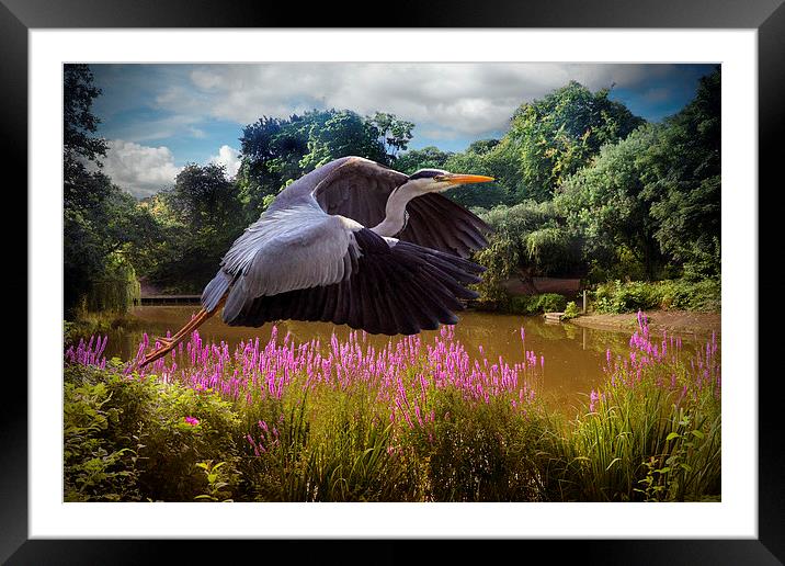  A heron Flies Framed Mounted Print by Rob Lester