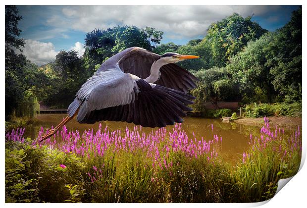  A heron Flies Print by Rob Lester