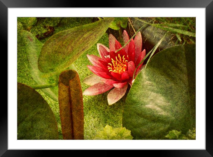  First Water Lilly. Framed Mounted Print by Heather Goodwin