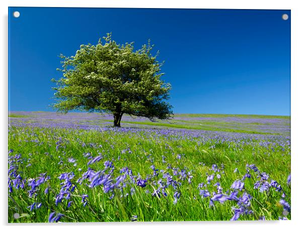 Springtime Blue Acrylic by Richard Taylor