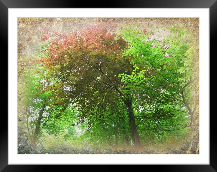  Canopy of Colours. Framed Mounted Print by Heather Goodwin
