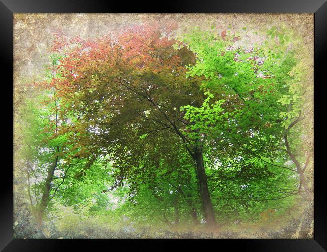  Canopy of Colours. Framed Print by Heather Goodwin