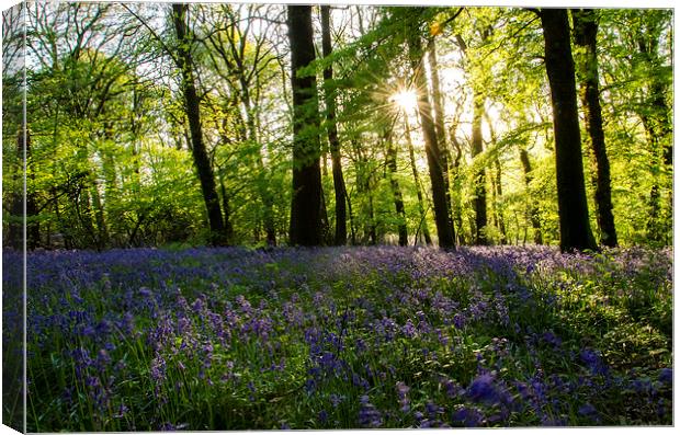  Bluebell Wood Canvas Print by Richard Taylor
