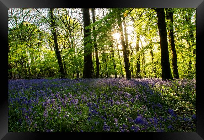 Bluebell Wood Framed Print by Richard Taylor
