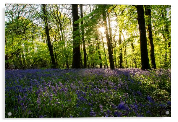  Bluebell Wood Acrylic by Richard Taylor