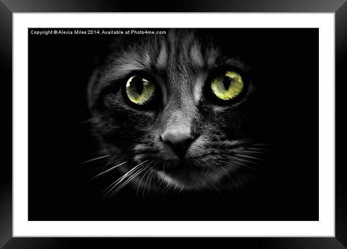 Cats eyes Framed Mounted Print by Alexia Miles