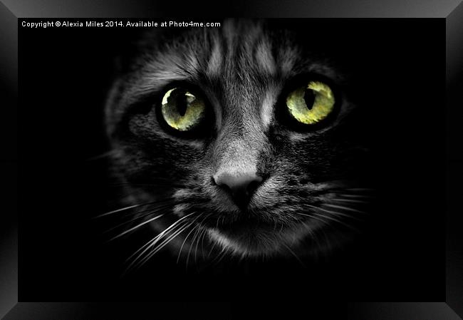 Cats eyes Framed Print by Alexia Miles