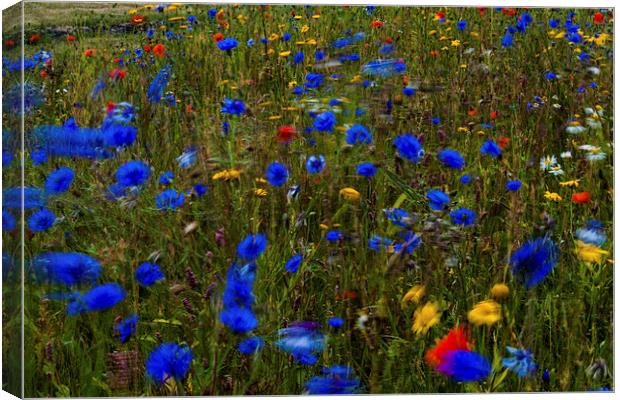  Wild flowers blowing in the breeze Canvas Print by Ian Young