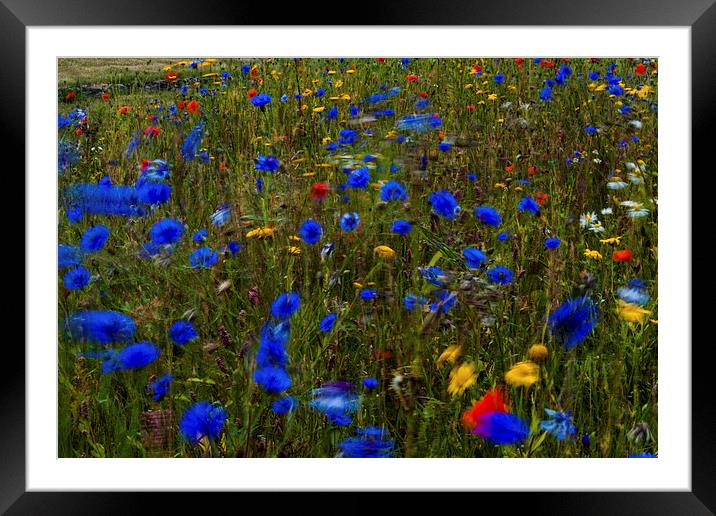  Wild flowers blowing in the breeze Framed Mounted Print by Ian Young