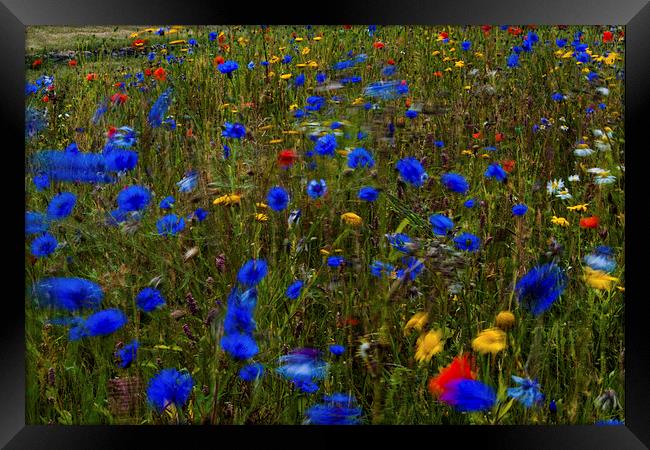  Wild flowers blowing in the breeze Framed Print by Ian Young