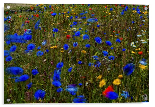  Wild flowers blowing in the breeze Acrylic by Ian Young