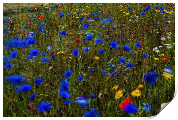  Wild flowers blowing in the breeze Print by Ian Young