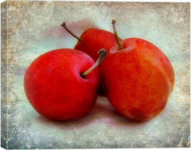  plums Canvas Print by sue davies