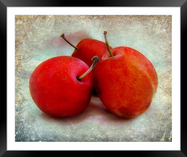  plums Framed Mounted Print by sue davies