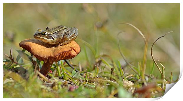  Fungi Frog Print by Eric Watson