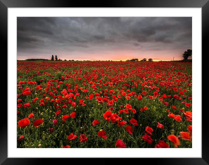Sunset Poppies Framed Mounted Print by John Cropper