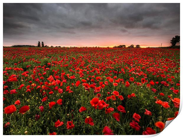 Sunset Poppies Print by John Cropper
