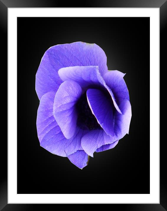  Blue Anemone. Framed Mounted Print by Heather Goodwin