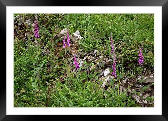 Foxgloves and drystone wall  Framed Mounted Print by graham young