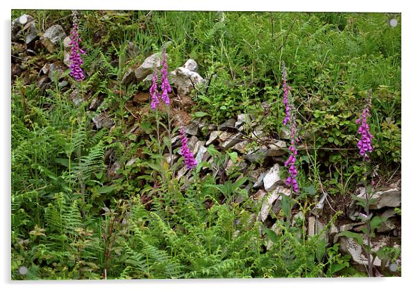 Foxgloves and drystone wall  Acrylic by graham young