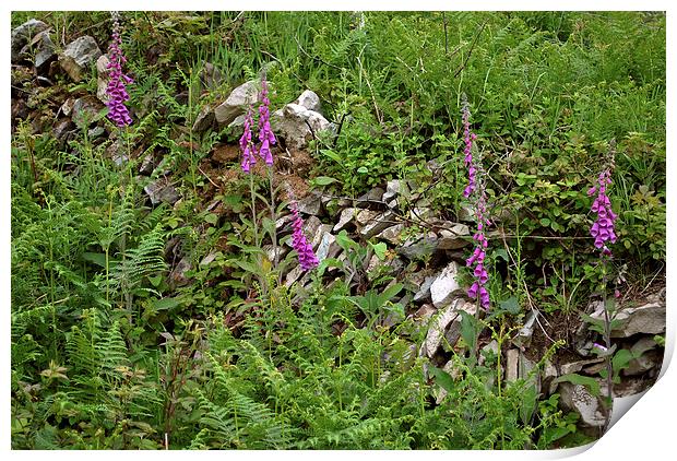 Foxgloves and drystone wall  Print by graham young