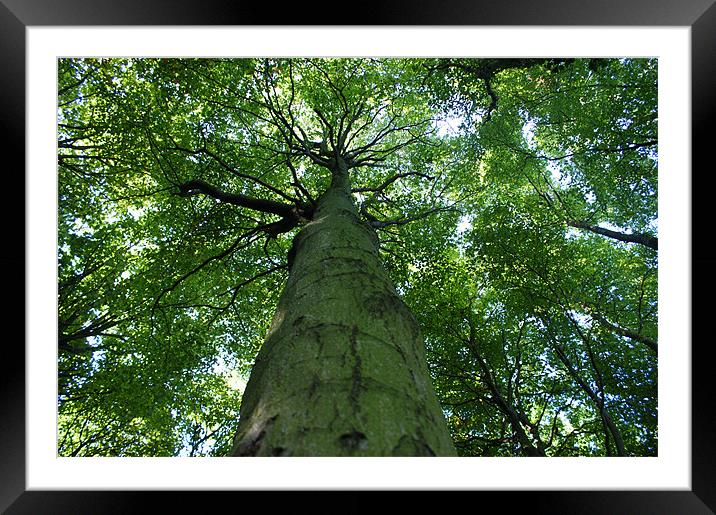 Tall Trees Framed Mounted Print by George Young