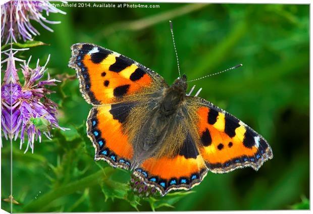  Small Tortoiseshell Butterfly - Aglais Urticae Canvas Print by Martyn Arnold