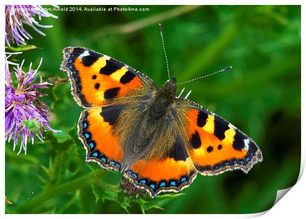  Small Tortoiseshell Butterfly - Aglais Urticae Print by Martyn Arnold