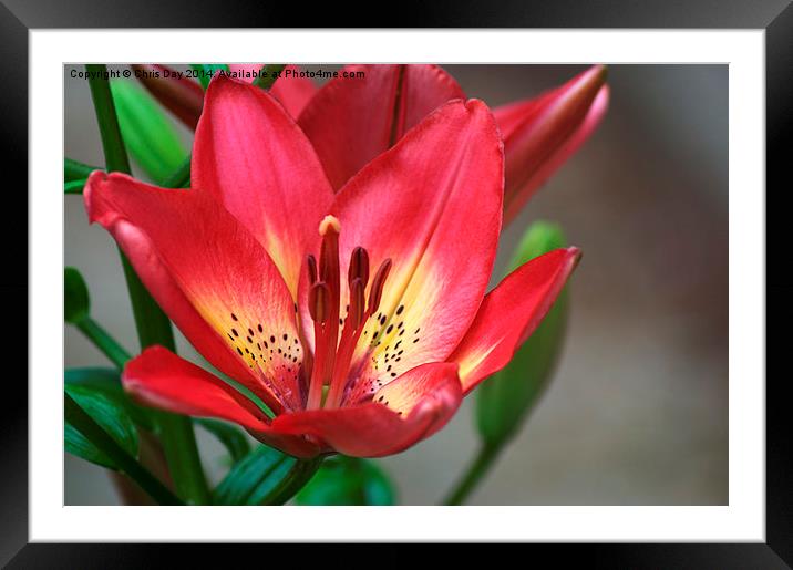 Arsenal Lily Framed Mounted Print by Chris Day