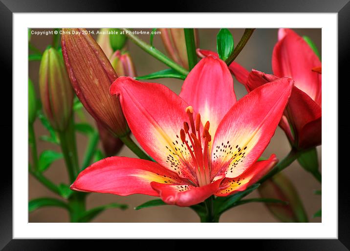 Arsenal Lily Framed Mounted Print by Chris Day