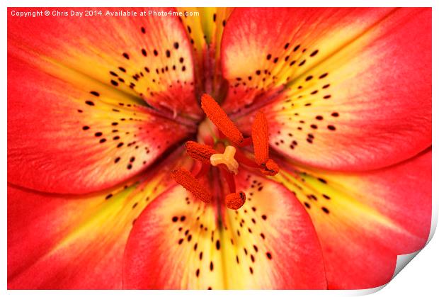 Arsenal Lily Print by Chris Day