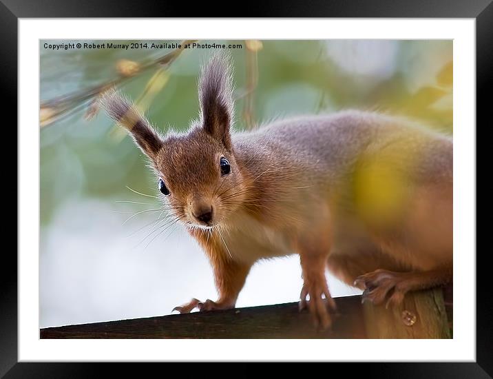  Red Squirrel 3 Framed Mounted Print by Robert Murray